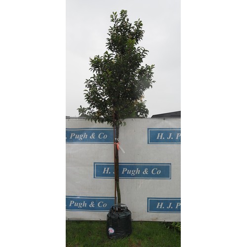 435 - Prunus Brenelia 12ft - 1