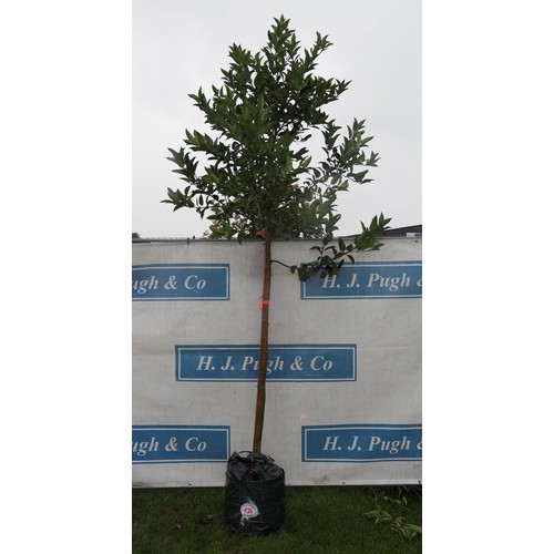 436 - Ilex Chestnut Leaf 10ft - 1