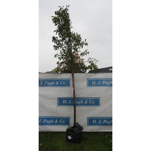 437 - Prunus Sunset 12ft -0 1