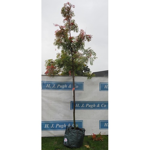 438 - Sorbus Olympic Flame 14ft - 1