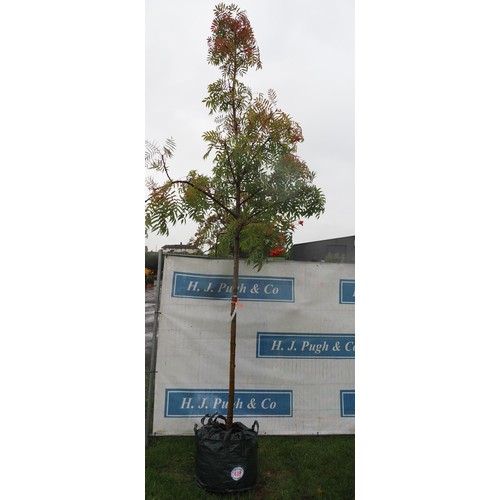 439 - Sorbus Olympic Flame 14ft - 1