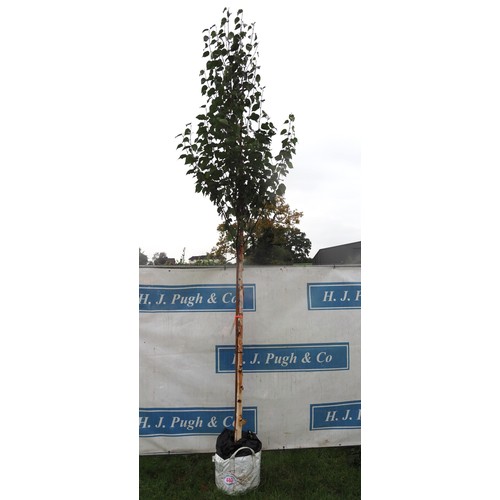 440 - Betula Fascination 12ft - 1