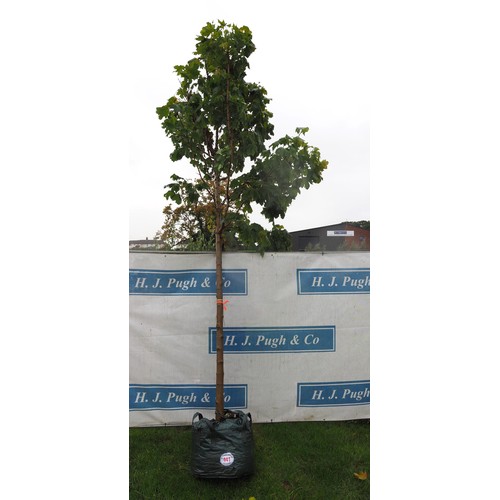 441 - Acer Green 15ft - 1