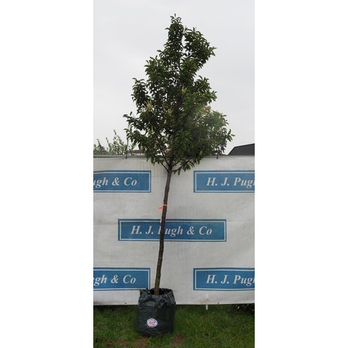 442 - Prunus 10ft - 1