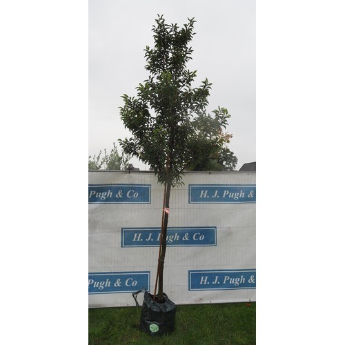 442A - Prunus 10ft - 1