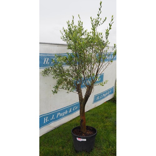 443 - Standard Olive tree 7ft - 1