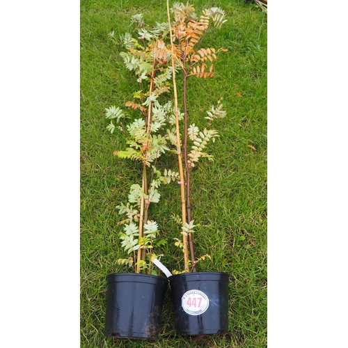 447 - Sorbus 6ft - 2