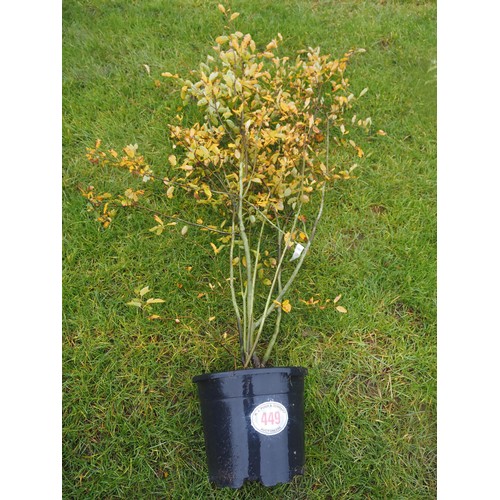 449 - Amelanchier 6ft - 1