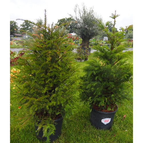 450 - Yew bush 4ft - 2