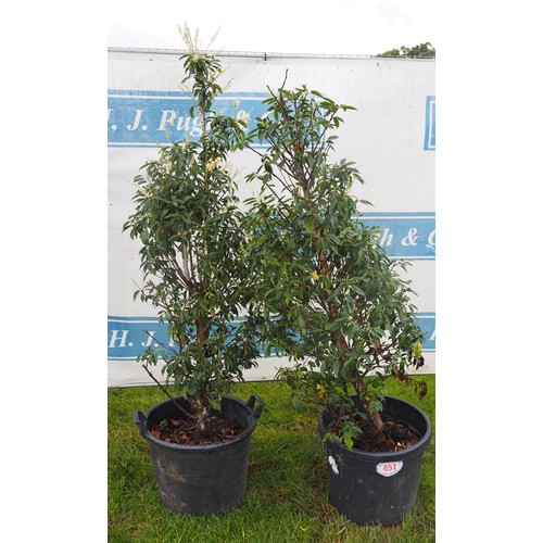 451 - Prunus 6ft - 2