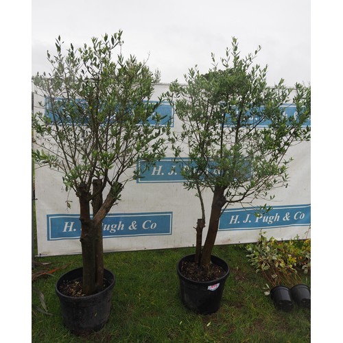 454 - Standard Olive trees 6ft - 2