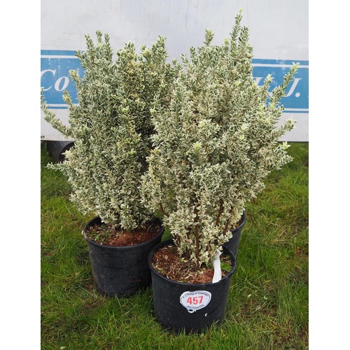 457 - Euonymus White Spire - 3