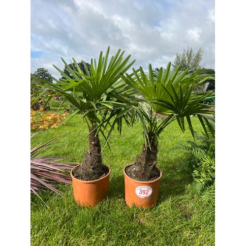 392 - Hardy palms 3ft - 2