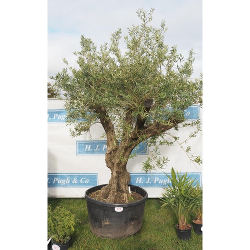 Ancient Olive tree 9ft - 1