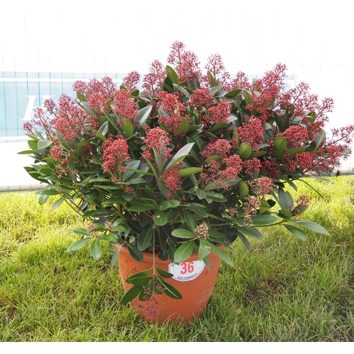 Specimen Skimmia - 1