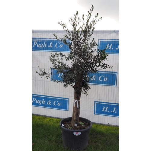 61 - Standard Olive tree 6ft - 1