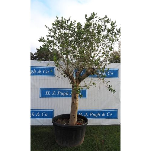 63 - Standard Olive tree 10ft - 1