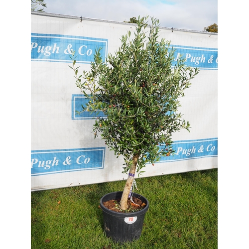 70 - Standard Olive tree laden with fruit 6ft - 1