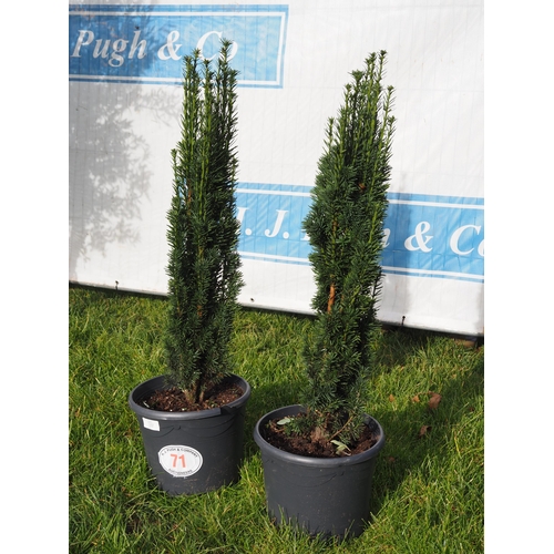 71 - Upright Yew trees 3ft - 2