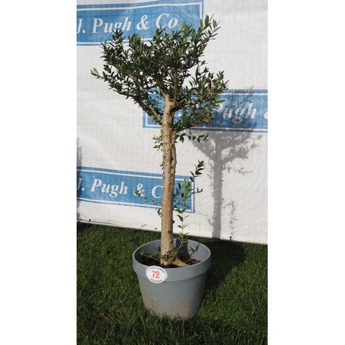 72 - Standard Olive tree 4ft - 1