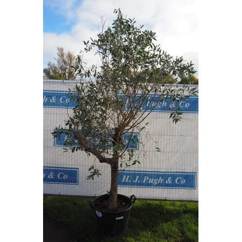 73 - Standard Olive tree 8ft - 1