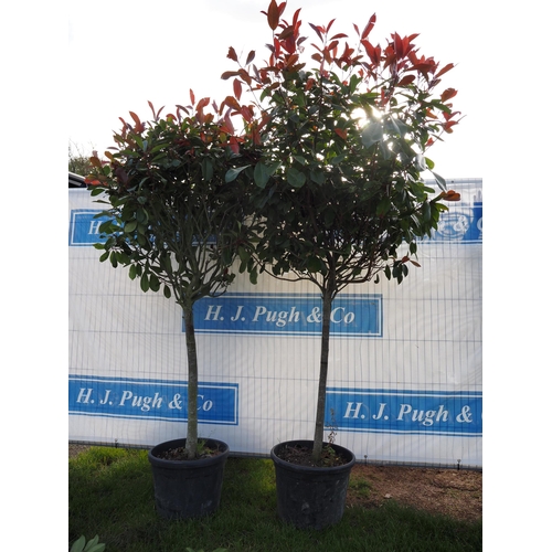 Pom pom Photinia 8ft - 2