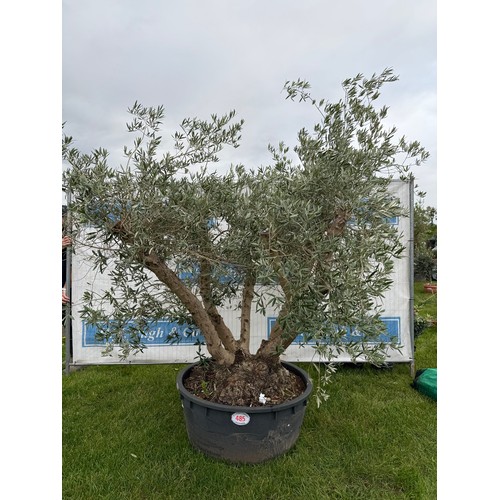 Ancient multi stem Olive tree 8ft - 1