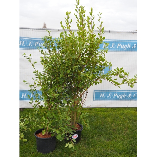 562 - Griselinia 6ft - 2