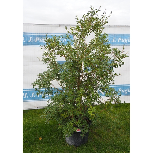 566 - Osmanthus 6ft - 1