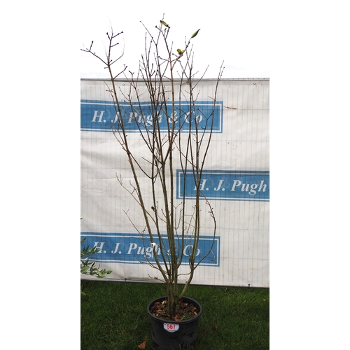 567 - Syringa 6ft - 1