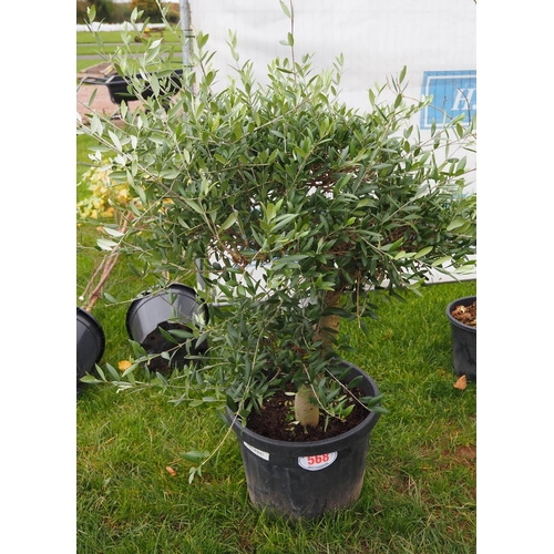 568 - Standard Olive tree 4ft - 1