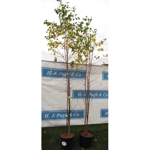 569 - Betula Pendula 10ft - 2