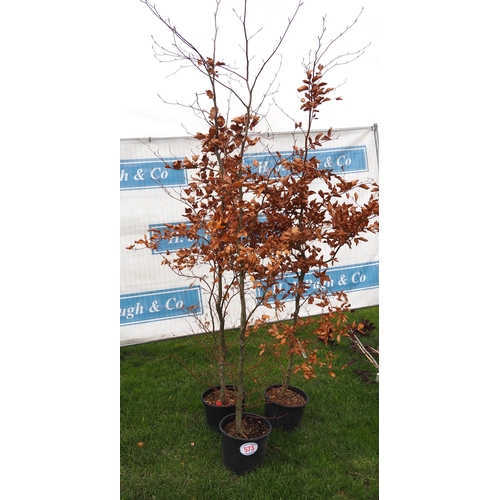 573 - Fagus 8ft - 3