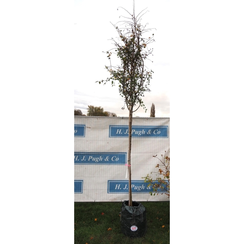 577 - Crataegus 10ft - 1