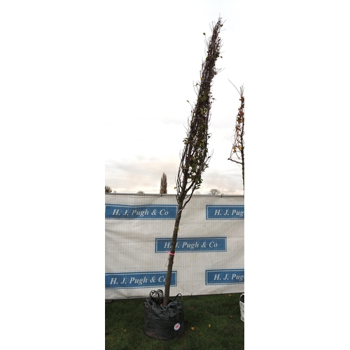 580 - Carpinus 14ft - 1