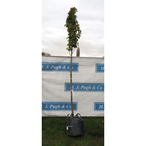 581 - Prunus 14ft - 1