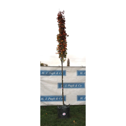 582 - Prunus 14ft - 1