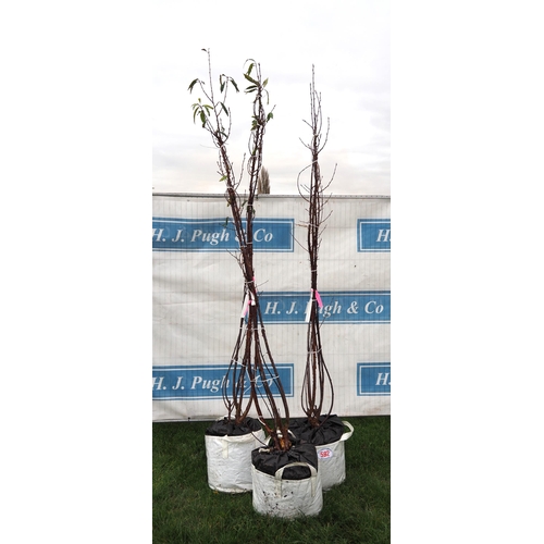 592 - Prunus Serrula 8ft - 3