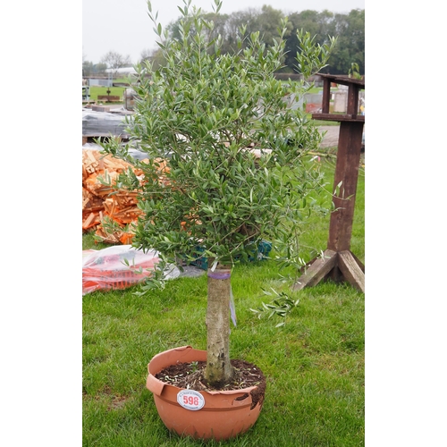 Olive tree 6ft