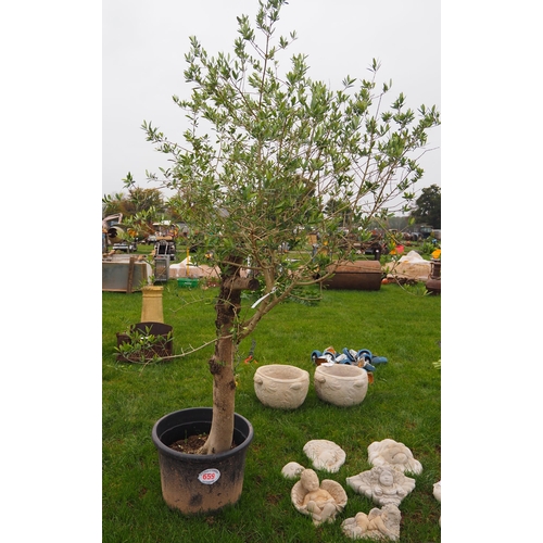 Olive tree 8ft