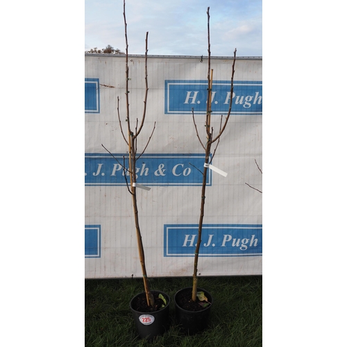 225 - Sorbus Aria Lutescens 6ft - 2