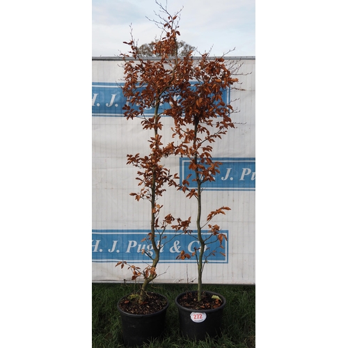 272 - Fagus Sylvatica 6ft - 2