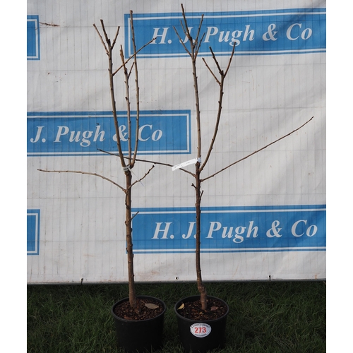 273 - Cherry (Prunus) Stella 5ft - 2