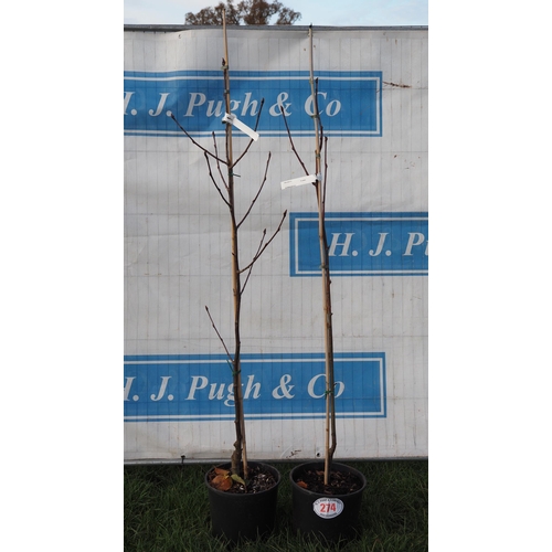 274 - Sorbus Cashmiriana 5ft - 2