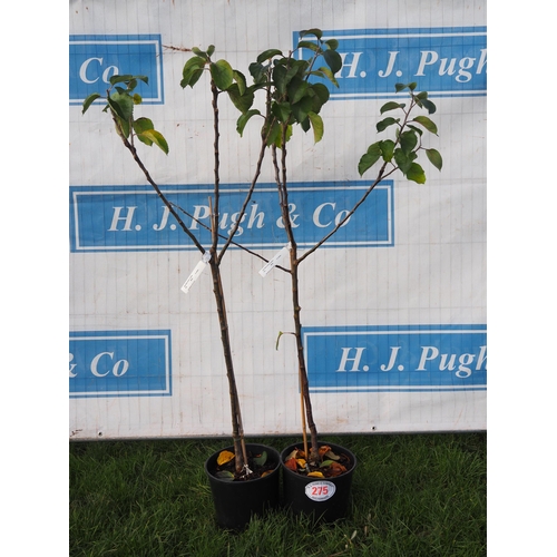 275 - Apple (Malus) Bramley's Seedling 5ft - 2