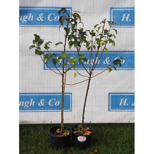 277 - Apple (Malus) Egremont Russet 5ft - 2