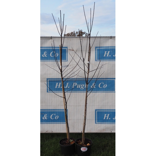 278 - Prunus Cer Nigra 7ft - 2