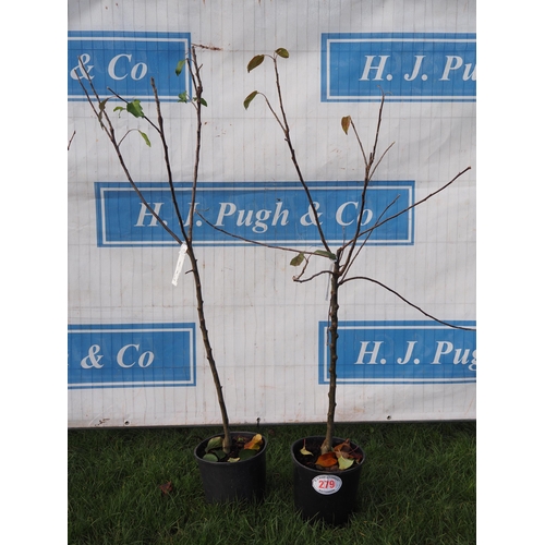 279 - Apple (Malus) Fiesta 5ft - 2