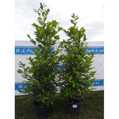 28 - Prunus 8ft - 2