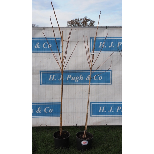 280 - Prunus Kanzan 7ft - 2